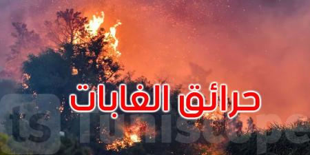 تونس: الحرائق تُتلف حوالي 56 ألف هكتار من النسيج الغابي بين 2016 و2023