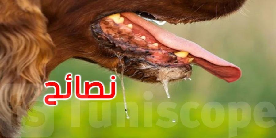 للوقاية من داء الكلب: وزارة الصحة تقدم هذه النصائح للمواطنين