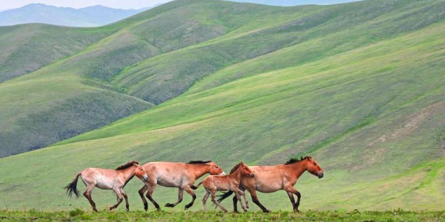 منغوليا تنجح  في إنقاذ خيولها البرية من الانقراض