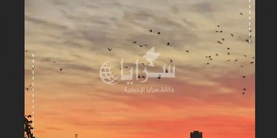 شاهد طيور بأعداد كبيرة في سماء عمان -فيديو